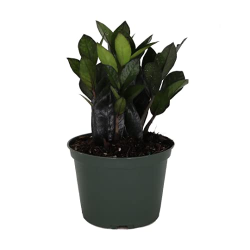 Black ZZ Plant (Zanzibar Gem) - 6