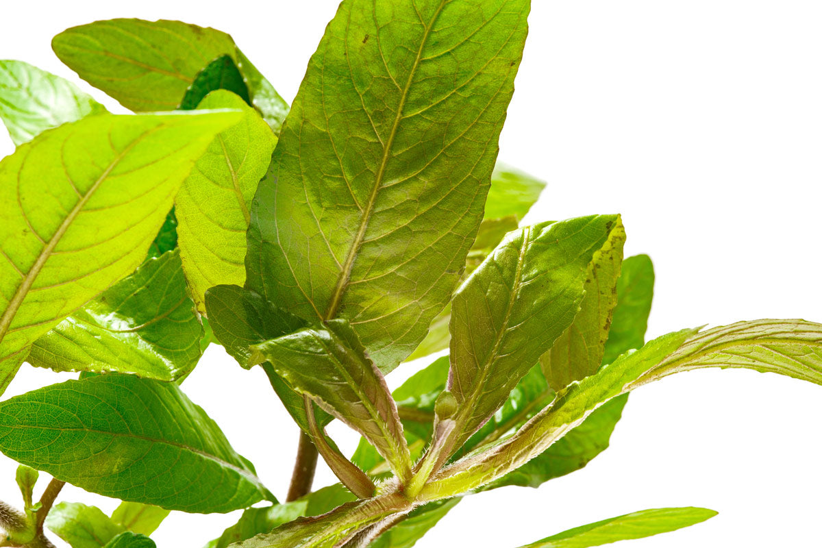 Staurogyne Bihar Aquatic Plant for Freshwater Aquariums - Perfect for Aquascaping, Fish Tanks & Nano Tanks