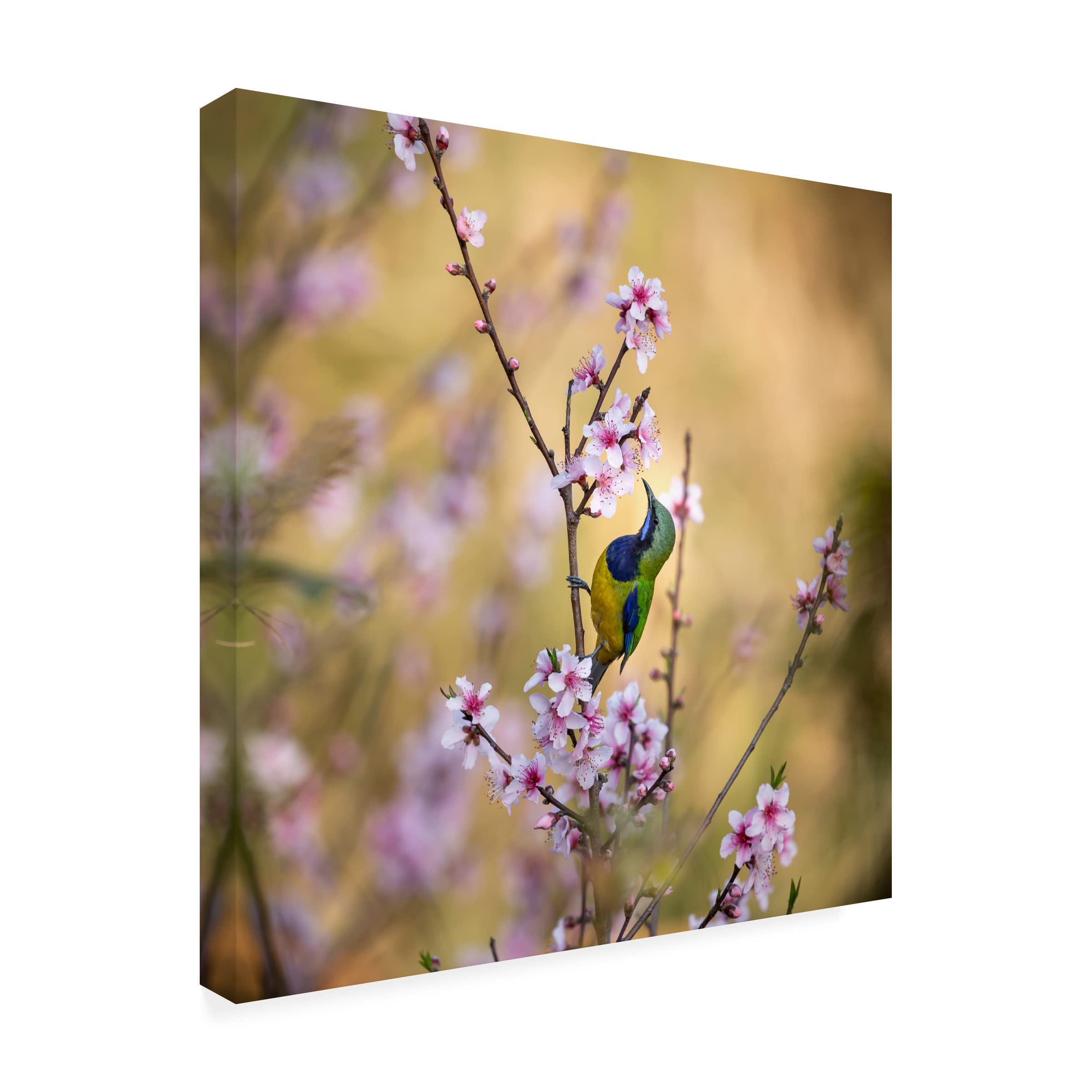 Trademark Fine Art 'Bird Whispering To The Peach Flower' Canvas Wall Art by Jianfeng Wang - Hand-Painted Floral Nature Decor for Living Room, Bedroom & Office