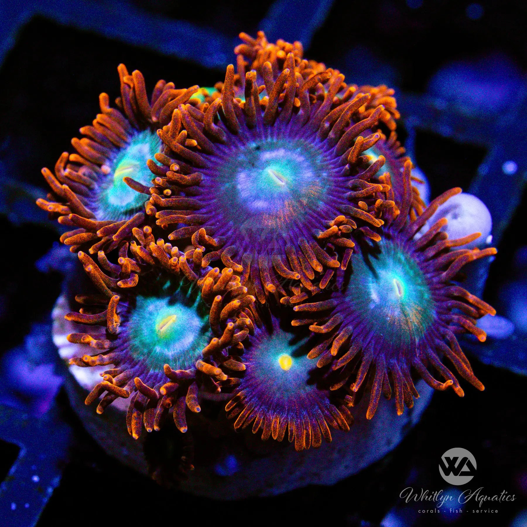 Punk Rocker Zoa Coral - Premium WYSIWYG Live Coral for Saltwater Aquariums | Perfect for Reef Tanks & Marine Aquascaping