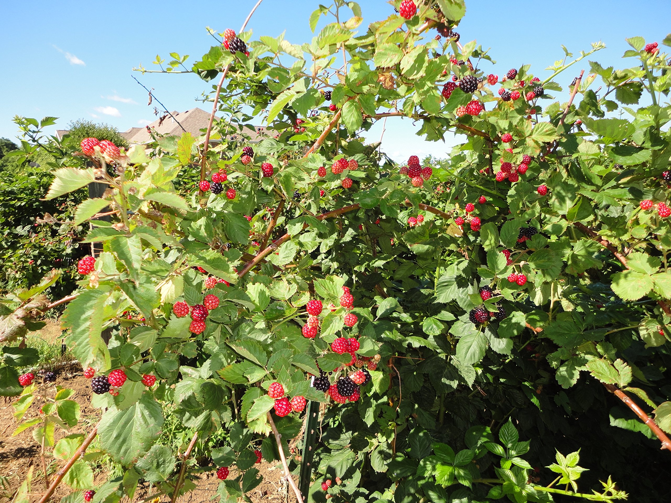5 Triple Crown Thornless Blackberry Plants - Bare Root - Sweet Juicy Berries for Home Garden, Fresh Eating, Jams & Baking - Fast Growing & High Yield