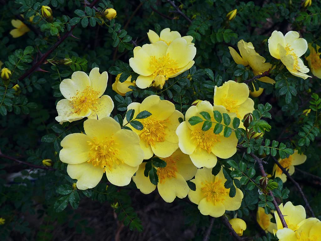 Rosa Xanthina Seeds - 100 Yellow Rose Flower Seeds for Planting | Beautiful Garden Roses for Landscaping, Bouquets & Home Decor