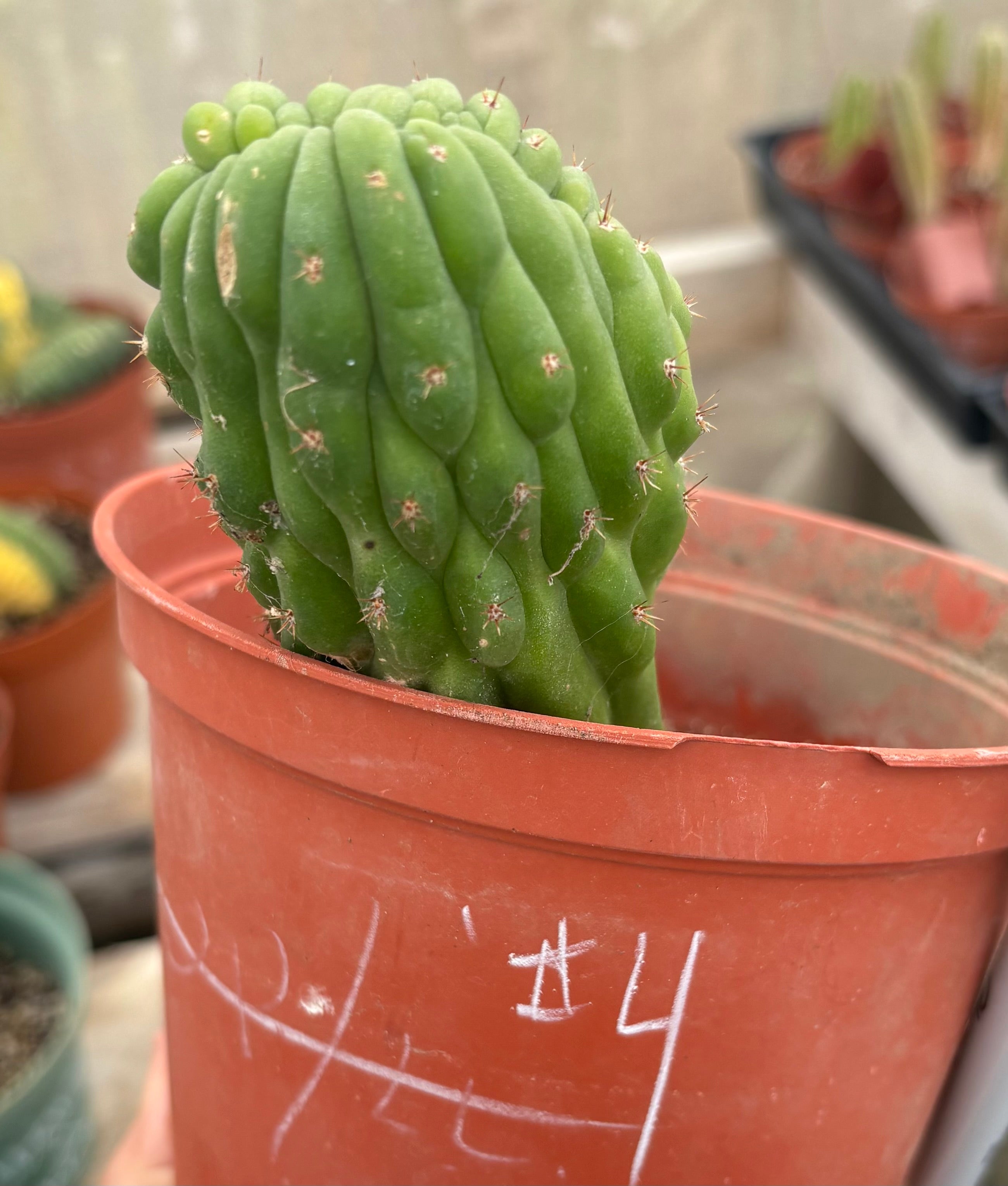 EC93 EXACT Trichocereus Pachanoi San Pedro TPM Crested & Monstrose Cactus - Rare Collectible Succulent for Home Decor & Spiritual Gardens
