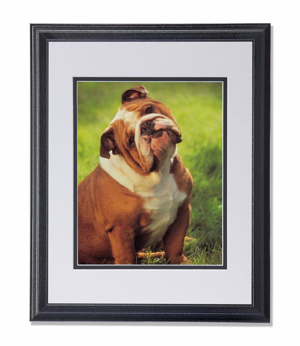 Big Fat Bulldog Head Tilted Sitting in Grass - Framed Wall Art Print with White Bevel Mat - Perfect for Living Room, Office & Pet Lover Decor
