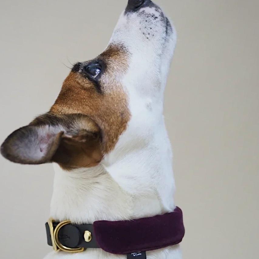 Premium Biothane Dog Collar with Pony Mascarpony Design - Durable, Waterproof & Adjustable Pet Collar for Small, Medium & Large Dogs - Perfect for Walking, Training & Outdoor Adventures