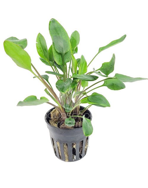 TCulture Cryptocoryne Willisii Live Aquatic Plant for Aquarium - Perfect for Freshwater Fish Tanks, Aquascaping & Low-Tech Planted Aquariums