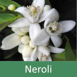 Pure Neroli Fragrance Oil for Aromatherapy, Soap Making & Candle Making - 100% Natural Essential Oil for Relaxation & Stress Relief