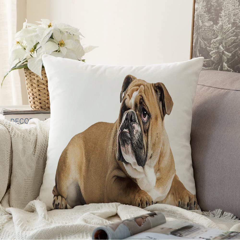 English Bulldog Lying Looking Up Decorative Square Throw Pillow Cover - Brown & White Animal Wildlife Design, 18x18 Inch for Sofa, Couch & Home Decor - Perfect for Living Room, Bedroom & Nursery Accents