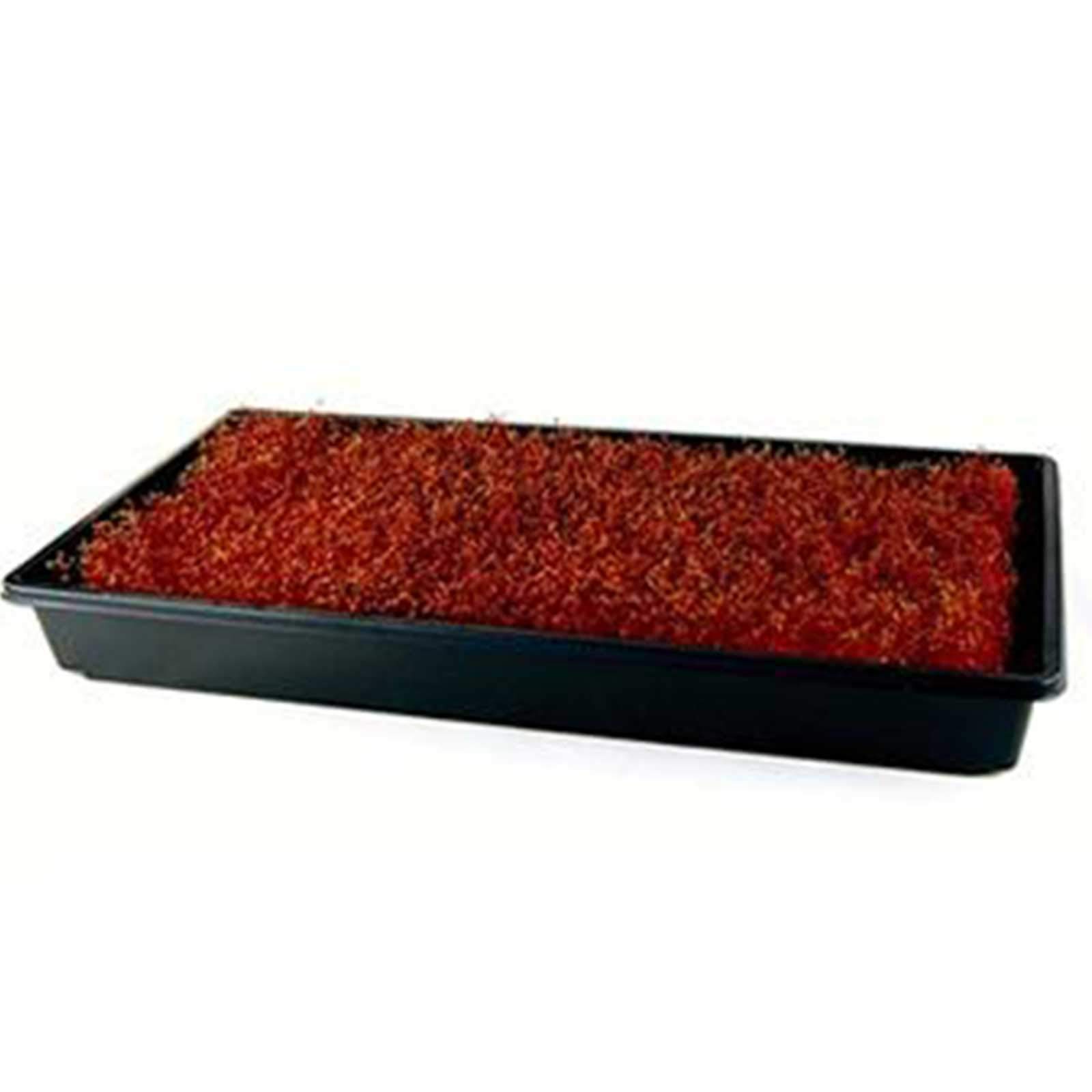 Red Garnet Amaranth Microgreens Seeds - 4g Packet (~4000 Seeds) for Growing Microgreens, Indoor Gardening & Healthy Salads | Perfect for Home Gardeners, Hydroponics & Organic Cooking