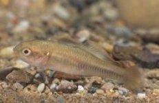 Firetail Gudgeons 3.5cm - Premium Live Aquarium Fish for Freshwater Tanks | Perfect for Community Aquariums, Fish Breeding & Tropical Tank Decoration
