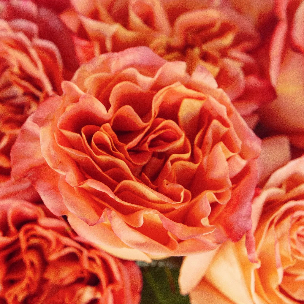 Premium Apricot Blend Garden Roses - Fresh Cut Flowers for Weddings, Bouquets, and Home Decor