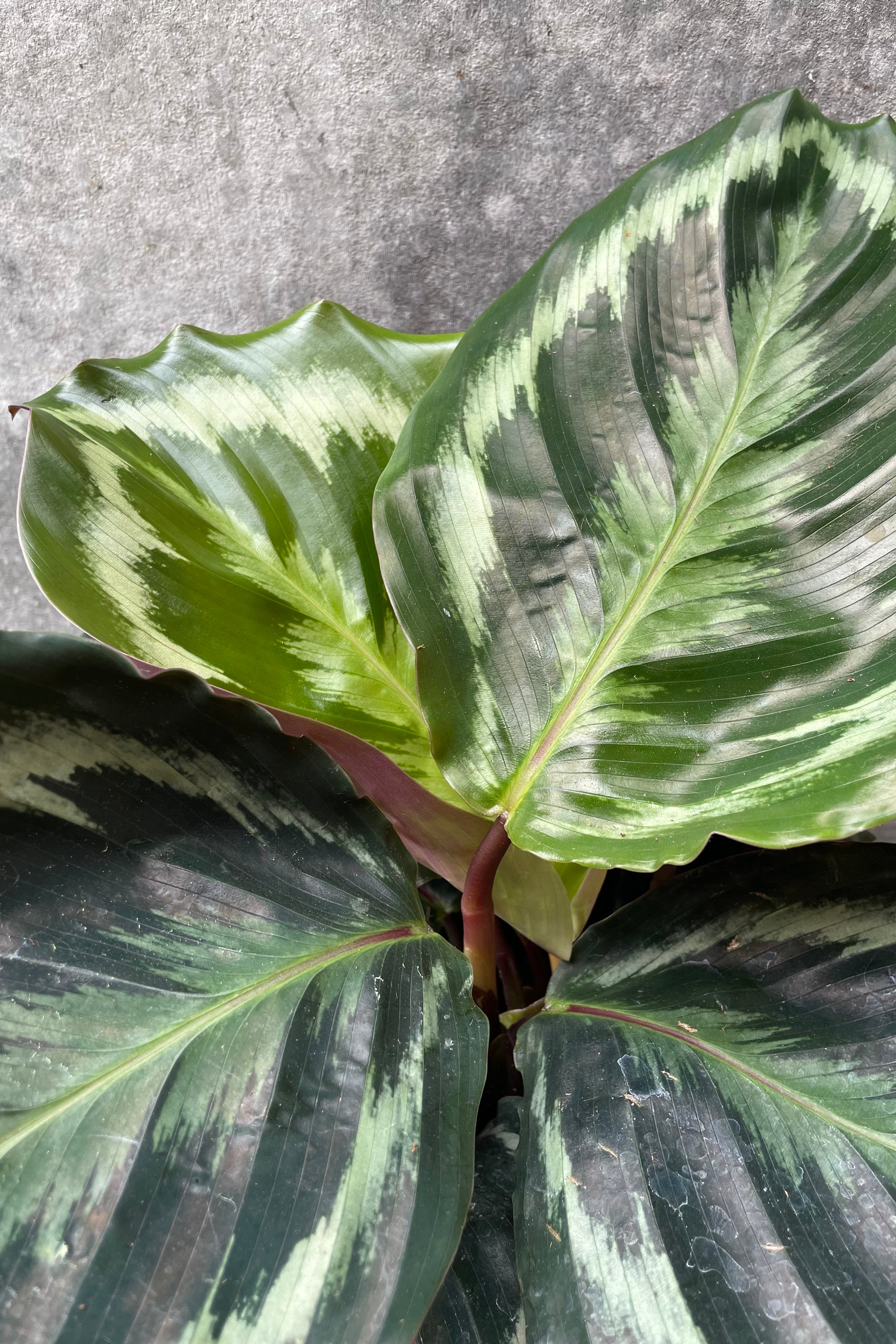 Calathea 'Medallion' Prayer Plant - 6
