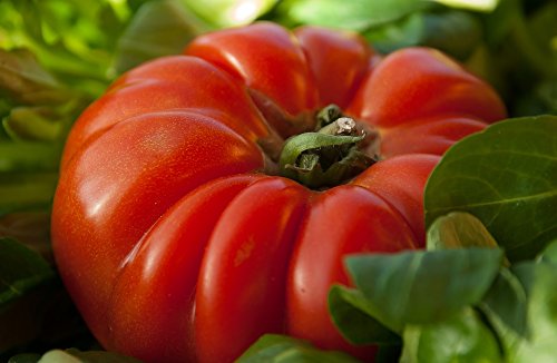 100 Beefsteak Tomato Seeds - Large Red Heirloom Variety for Home Garden, Greenhouse & Outdoor Planting | Perfect for Fresh Salads, Sauces & Canning
