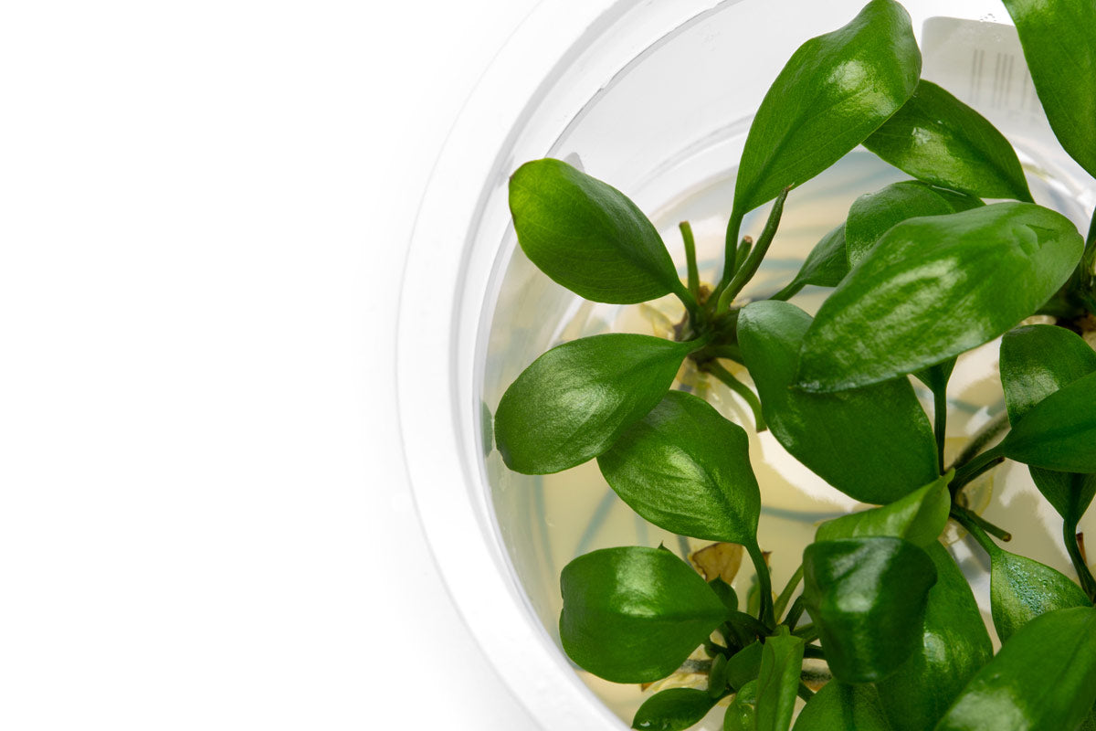 Anubias Barteri Gigantea - Large Aquatic Plant for Freshwater Aquariums | Perfect for Fish Tanks, Aquascaping & Low Light Environments