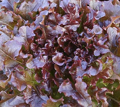 Red Leaf Lettuce Seeds (200 Count) - Vibrant Color, Beautiful & Tasty Salad Greens for Home Garden & Fresh Salads