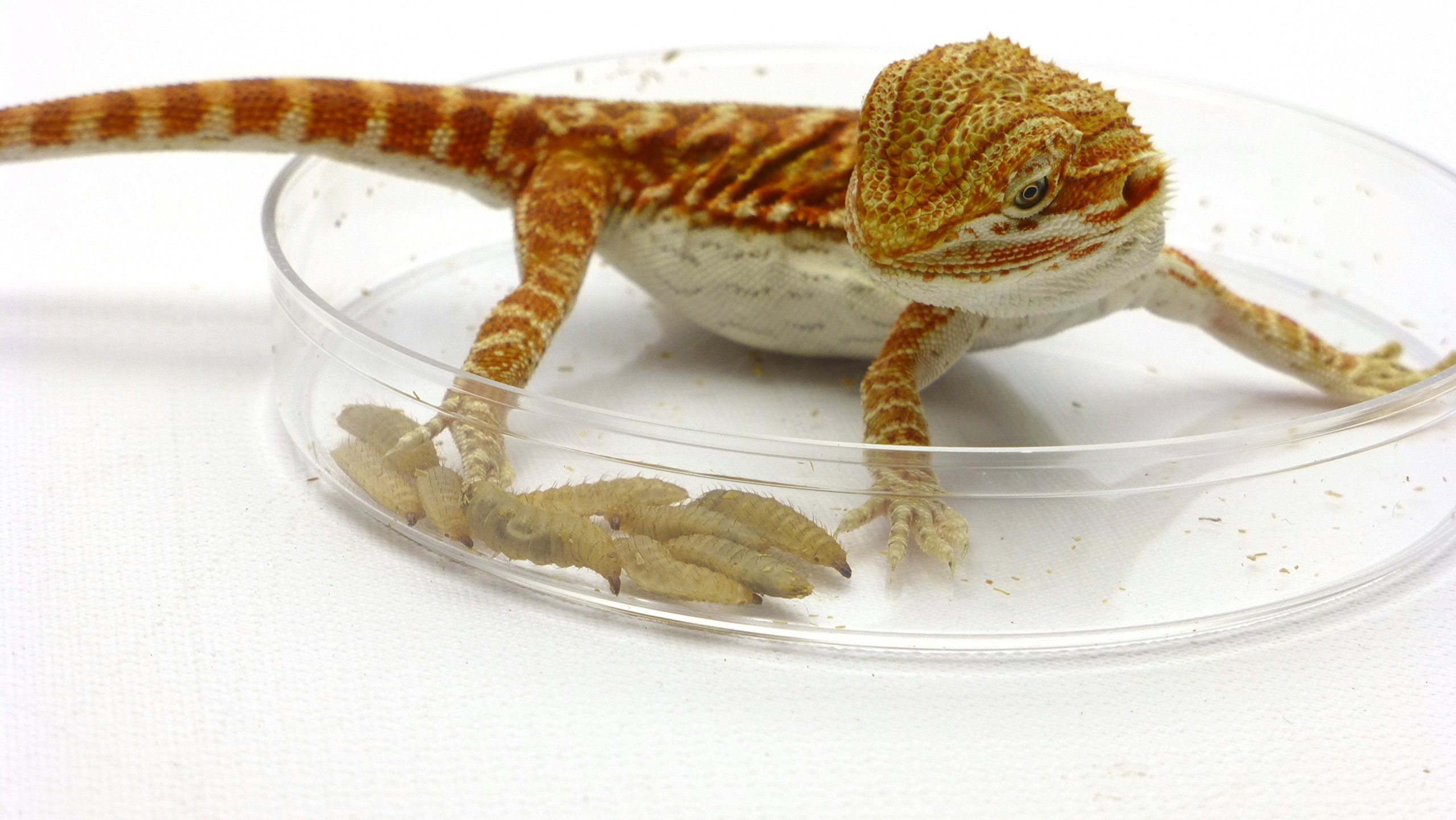 CAROLINACUSTOMCAGES Phoenix Worm Feeding Dishes - Set of 3 | Durable Reptile Food Bowls for Bearded Dragons, Chameleons & Lizards | Perfect for Terrariums & Reptile Habitats