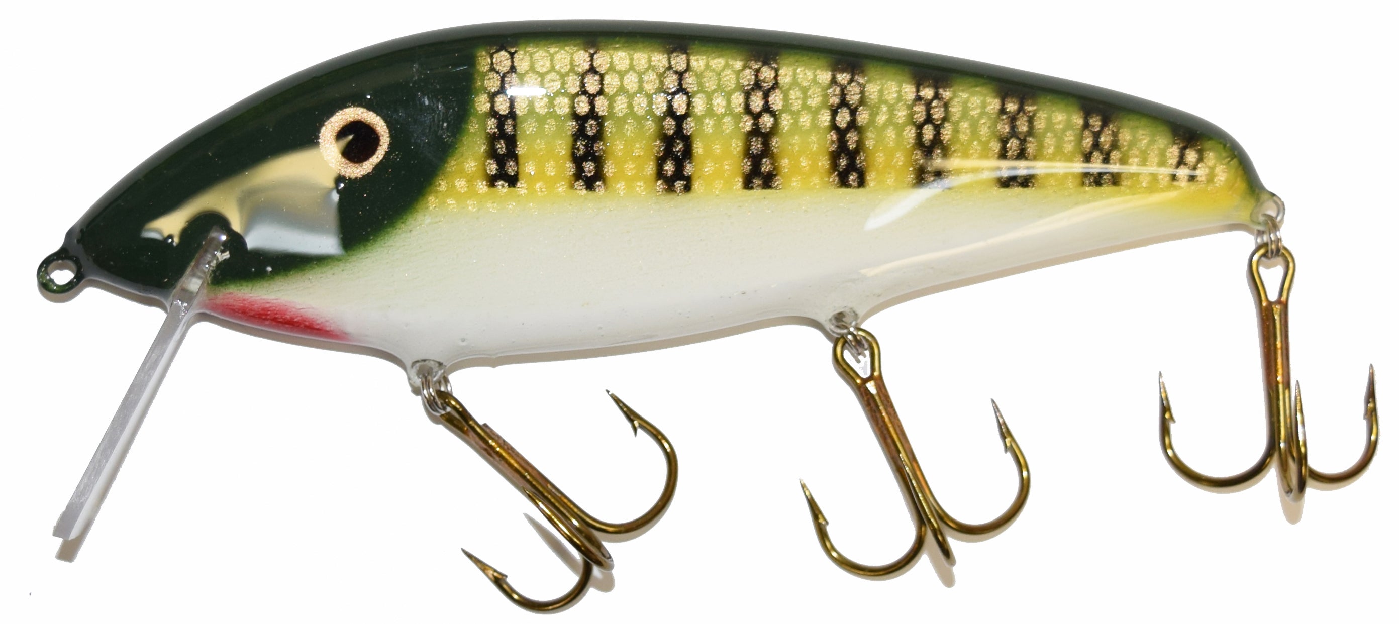 green perch white belly