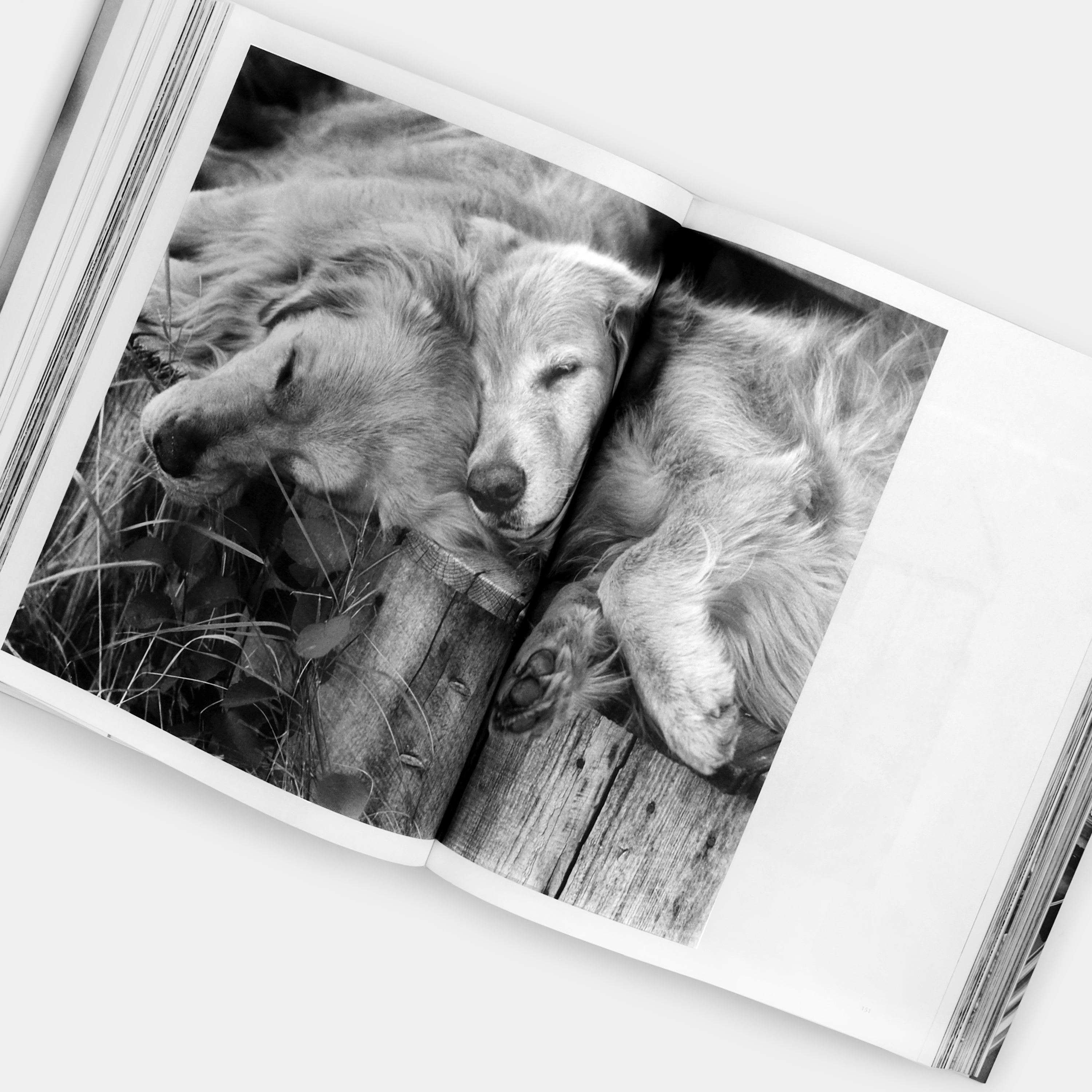 Bruce Weber The Golden Retriever Photographic Society XL Hardcover Book - Dog Photography Collection, Large Coffee Table Book for Pet Lovers & Home Decor