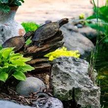 Double Turtle on Log Spitter - Handmade Wooden Figurine for Home Decor, Gifts, and Collectibles - Perfect for Shelf Displays, Office Desk, and Nature-Themed Decorations