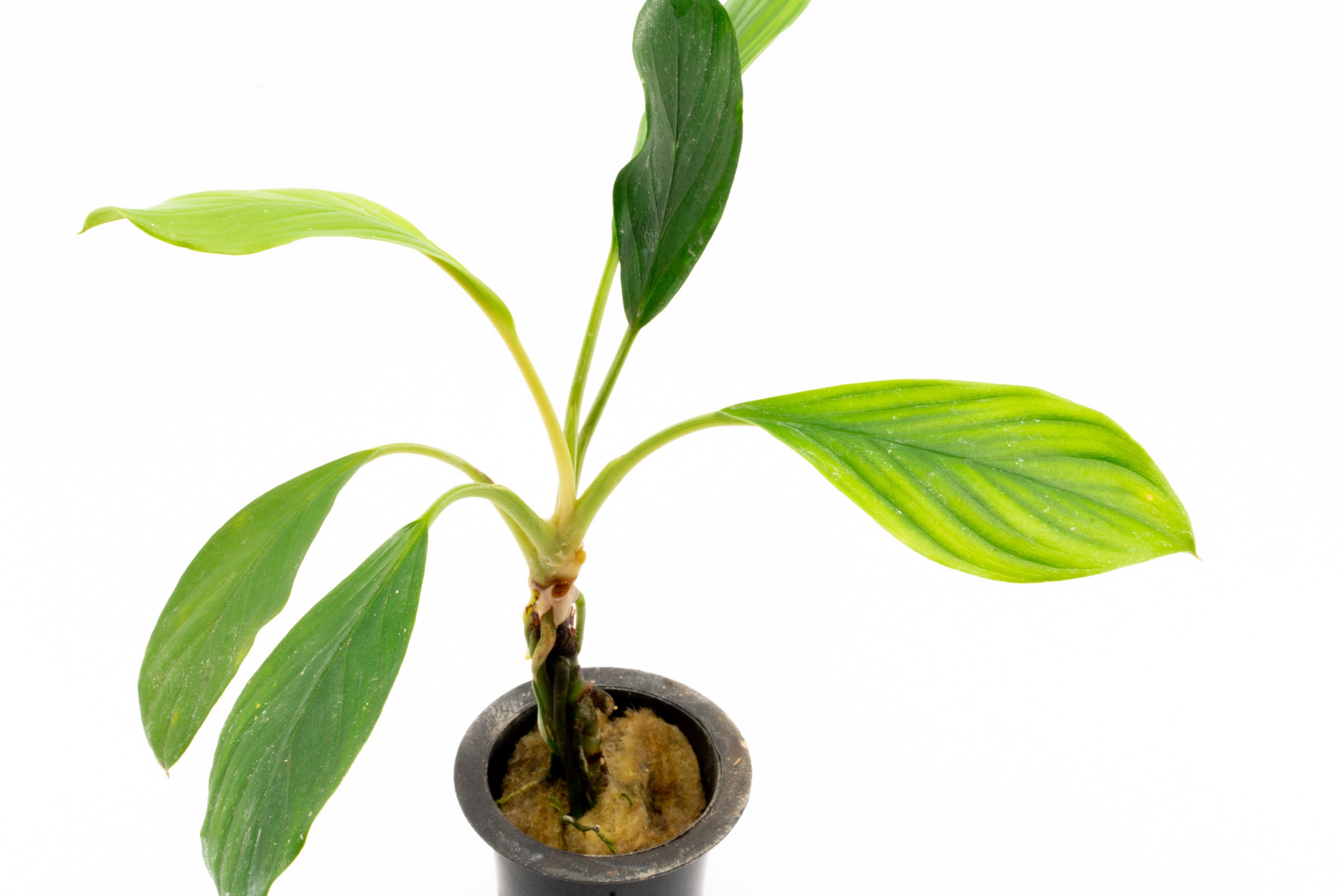 Homalomena Silver Plant - Tropical Indoor Houseplant for Home & Office Decor - Perfect for Living Room, Bedroom, and Workspace Greenery