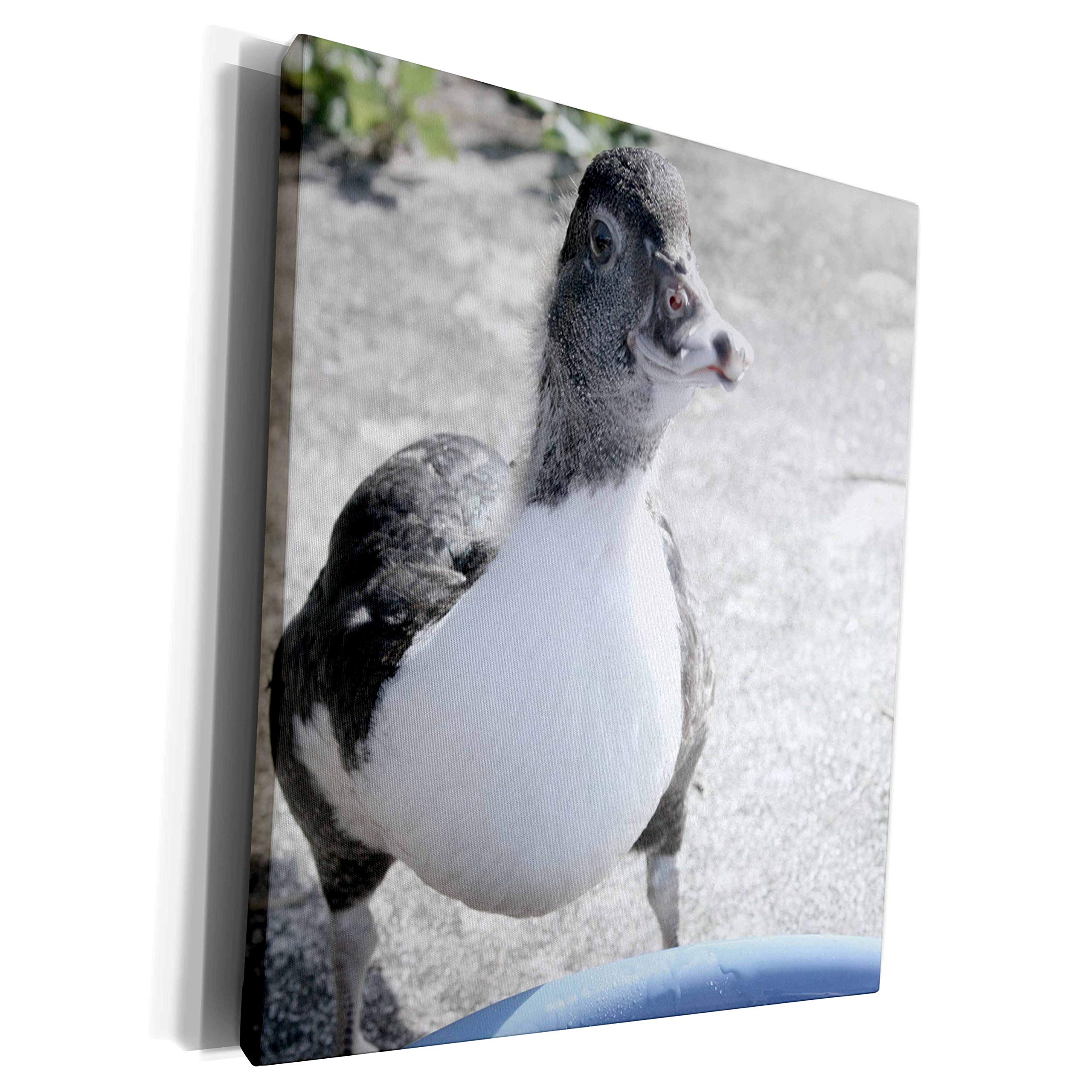 3DRose Blue White Duckling with Pool - High-Quality Museum Grade Canvas Wrap for Nursery, Bathroom, or Kids' Room Decor
