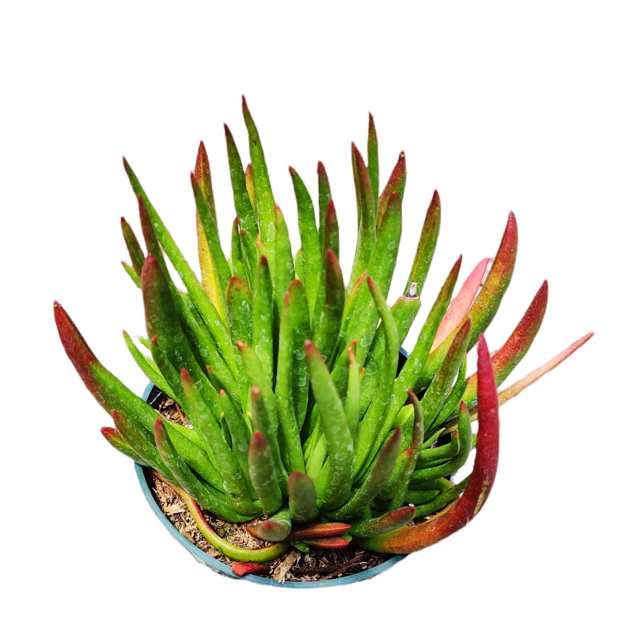 Live Cactus Succulent Plants - Crassula Devils Horns Nudicaulis in 4