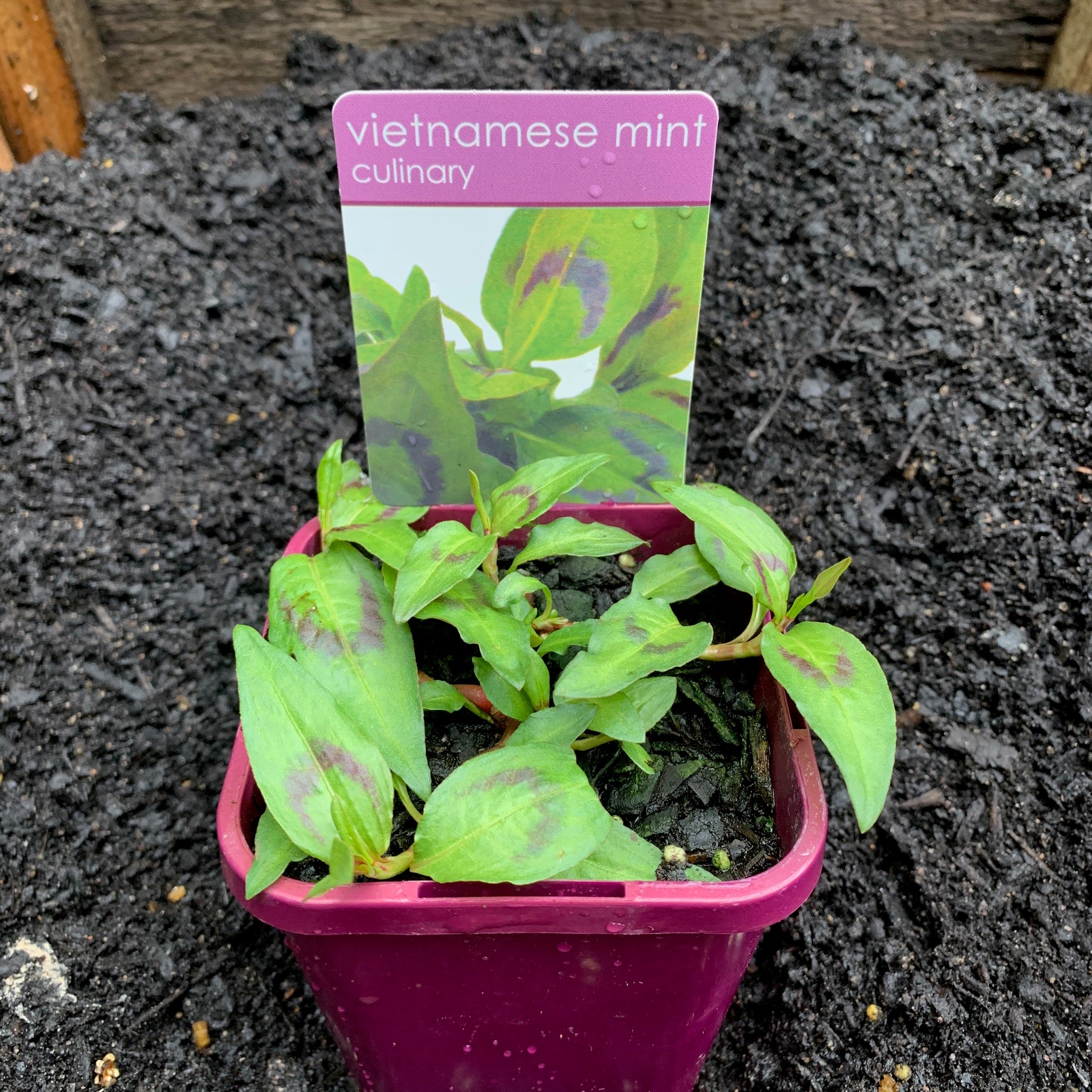 Fresh Vietnamese Mint Leaves - Culinary Herb for Pho, Spring Rolls & Asian Dishes | Home Garden & Cooking Essential