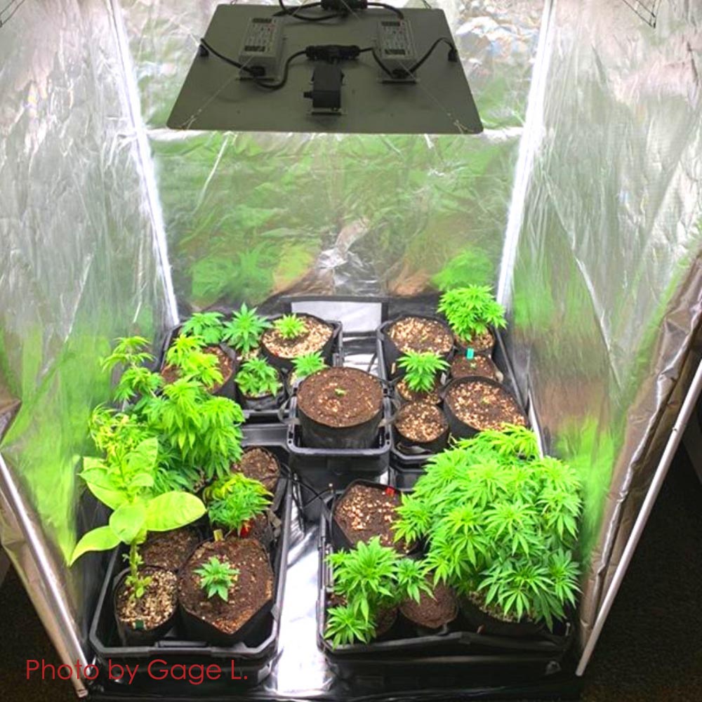 TheLAShop 5x2.7x6.7ft Hydroponic Mylar Reflective Grow Tent for Indoor Plants - Perfect for Home Gardening, Seed Starting & Hydroponic Systems