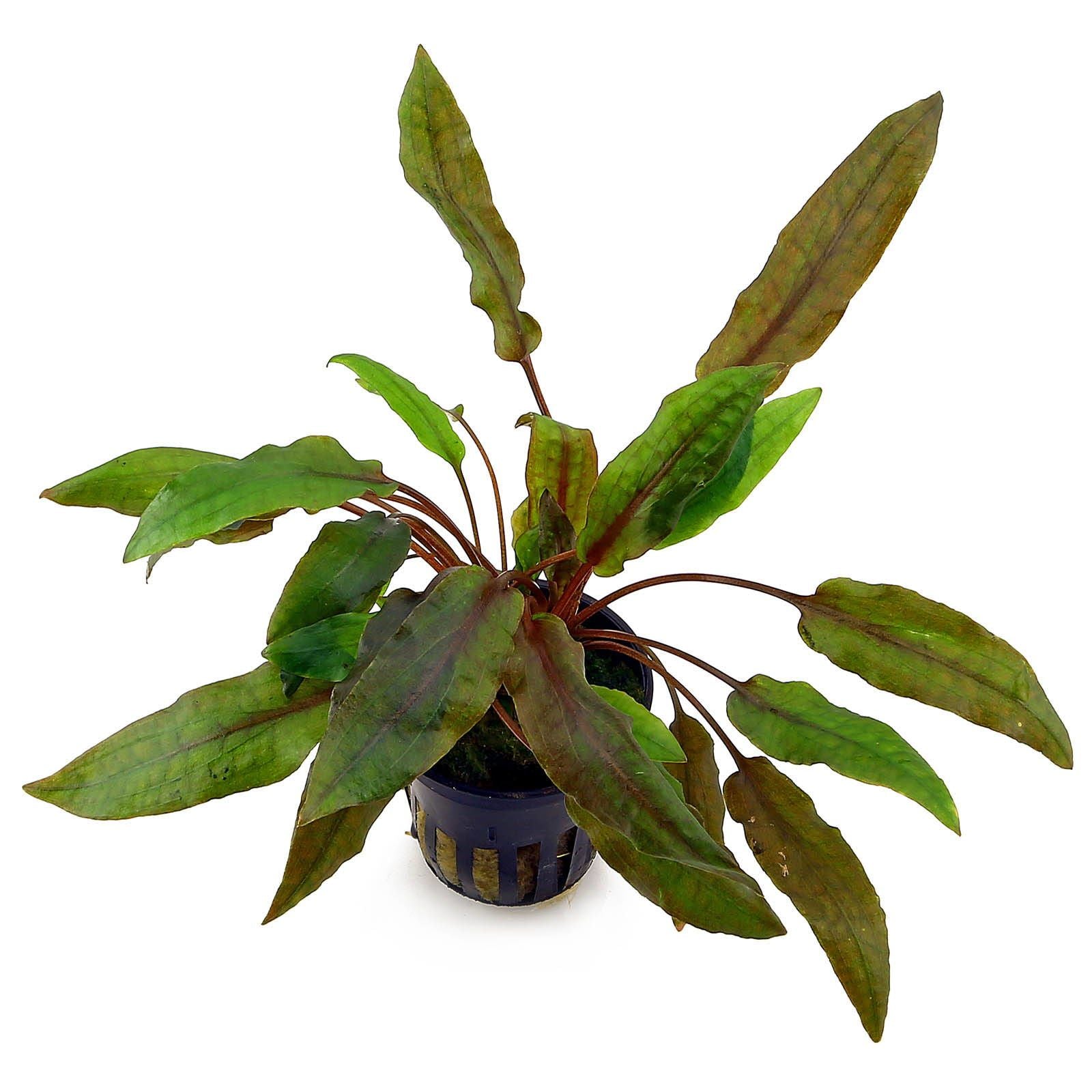 TCulture Cryptocoryne Wendtii Mi Oya Live Aquarium Plant in Pot - Perfect for Freshwater Fish Tanks, Aquascaping & Aquatic Gardens