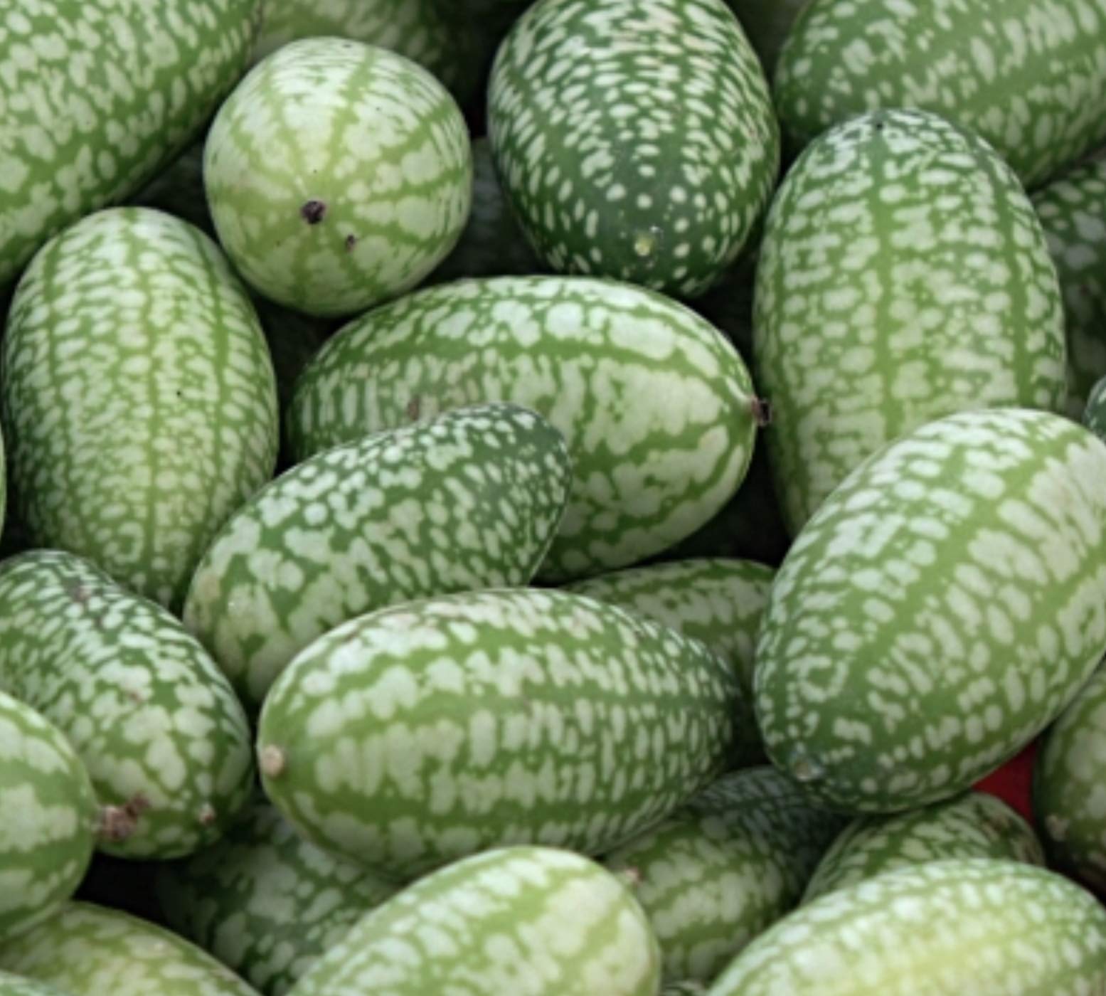 Organic Mouse Melon Seeds - 10 Pack | Grow Exotic Cucamelon (Mexican Sour Gherkin) | Mini Watermelon-Like Fruit for Home Gardens, Salads & Cocktails | Non-GMO Heirloom Seeds for Indoor/Outdoor Planting