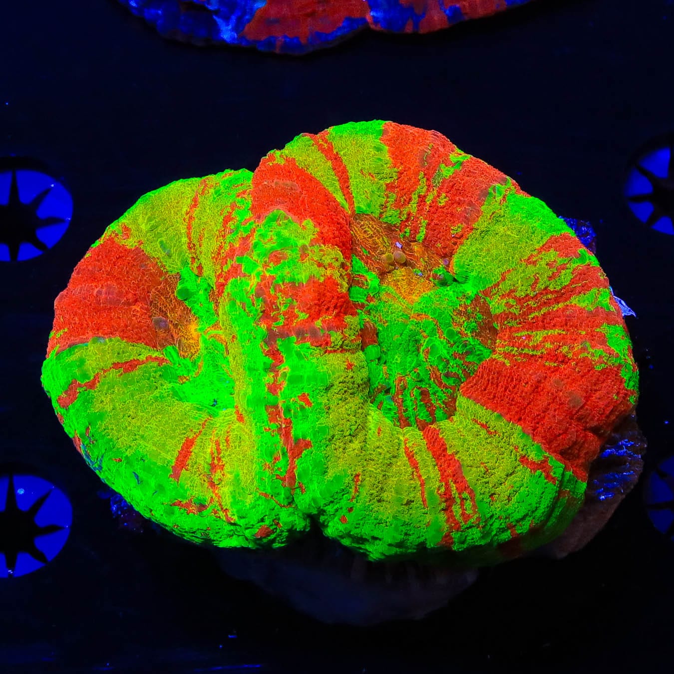Premium Double Ultra Yellow Scoly Coral for Saltwater Aquariums - Vibrant Reef Tank Centerpiece for Marine Enthusiasts