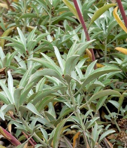 Sacred White Sage (Salvia Apiana) Seeds - 75 Count, Silver Foliage Native Smudging Herb for Spiritual Cleansing & Aromatherapy | Perfect for Meditation, Yoga, and Home Purification Ceremonies