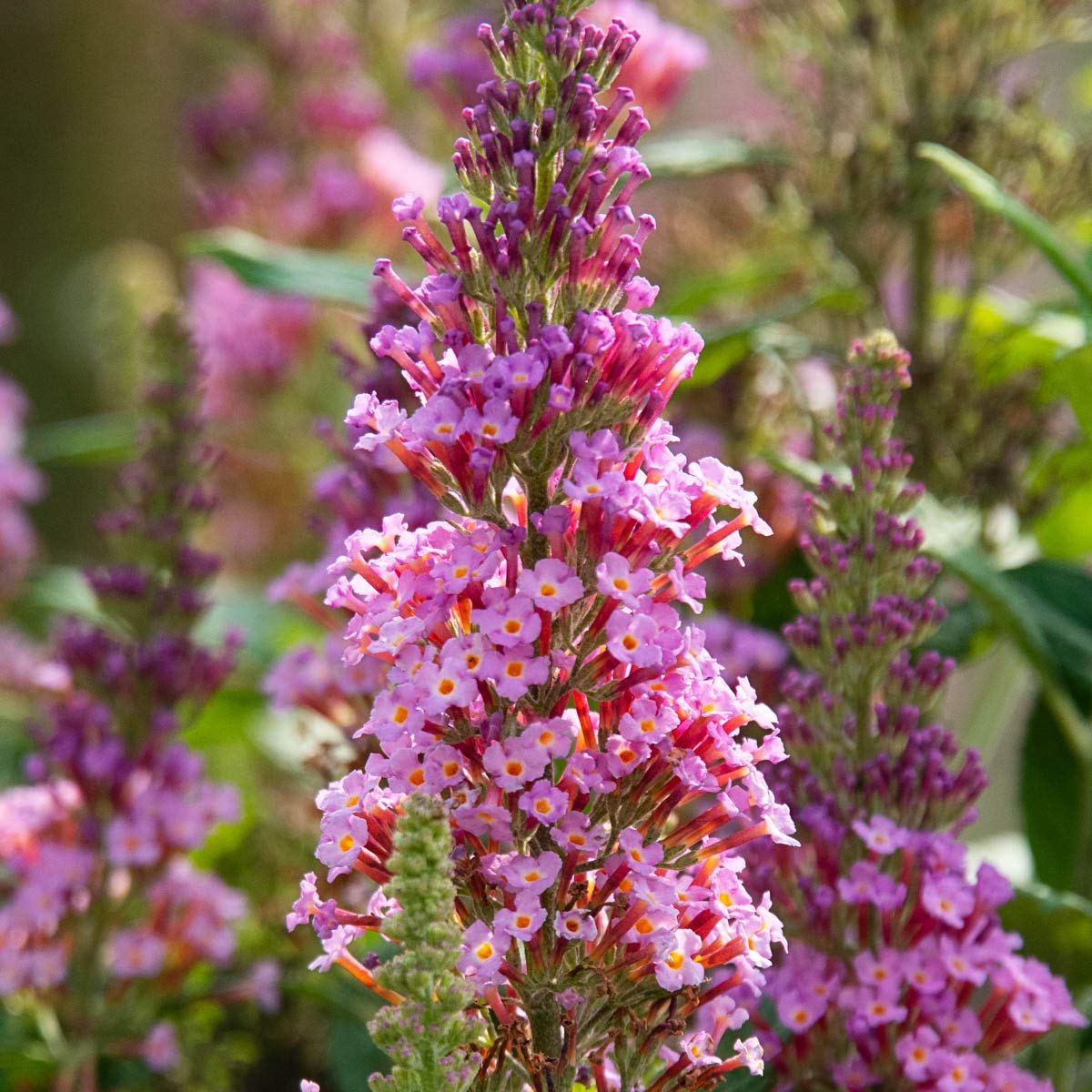 SPRING HILL NURSERIES - Le Petit Pink Butterfly Bush (Buddleia) - Live Pink Flowering Deciduous Plant in 4 Inch Pot - Attracts Pollinators - Perfect for Gardens, Patios & Landscaping