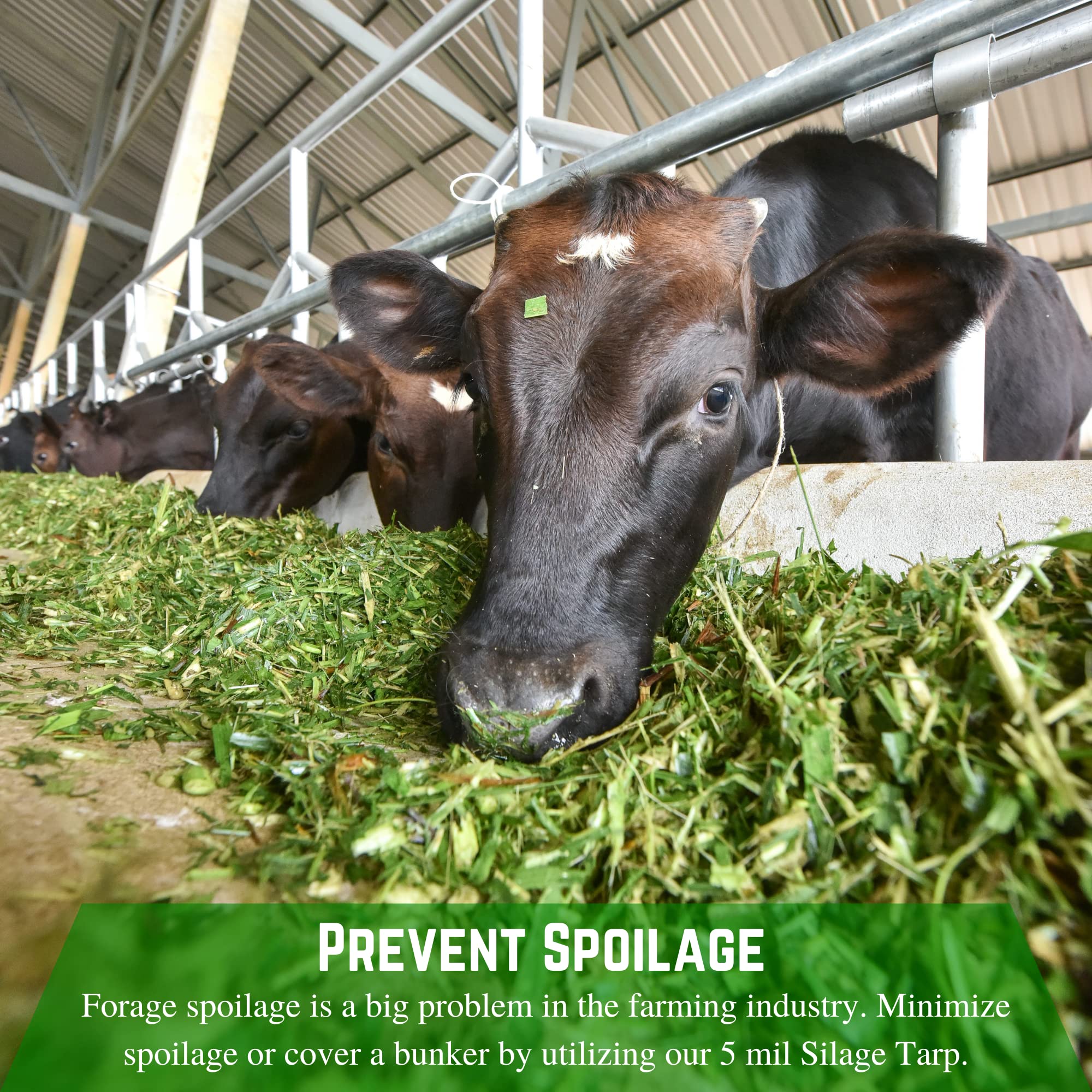 Heavy Duty 5 Mil Black/White Silage Tarp - 30' x 30' Polyethylene Plastic Sheeting for Farming, Agriculture & Ground Covering - Durable Bunker Cover & Silage Protection - Perfect for Crop Storage, Livestock Feed Protection & Field Moisture Control