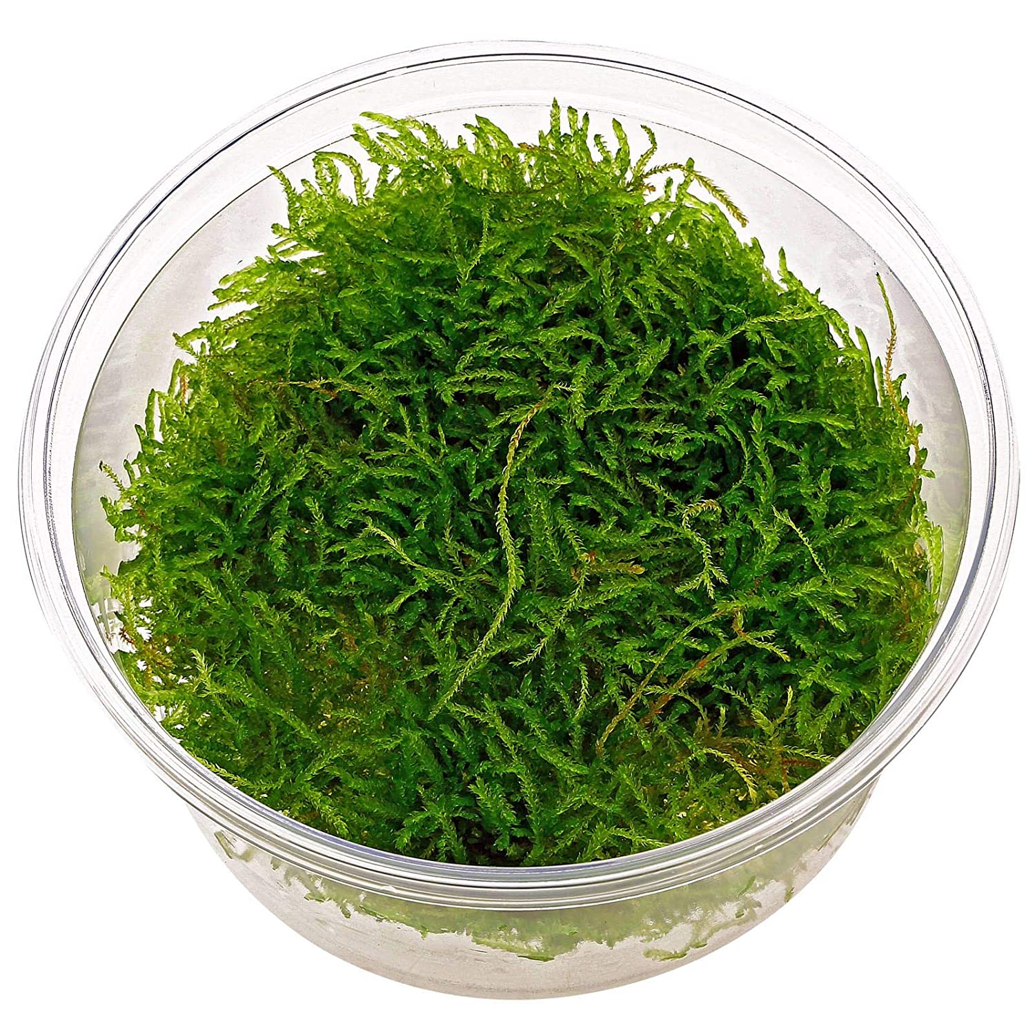 TCulture Taxiphyllum Barbieri (Java Moss) - Live Aquarium Plant for Fish Tanks, Terrariums & Aquascaping - Perfect for Shrimp, Betta & Tropical Fish Habitats