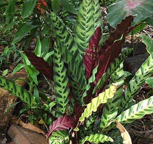 Rattlesnake Calathea - 3 Live Plants in 6 Inch Pots - Calathea Lancifolia - Easy to Grow Air Purifying Indoor Houseplant for Home, Office, and Living Room Decor