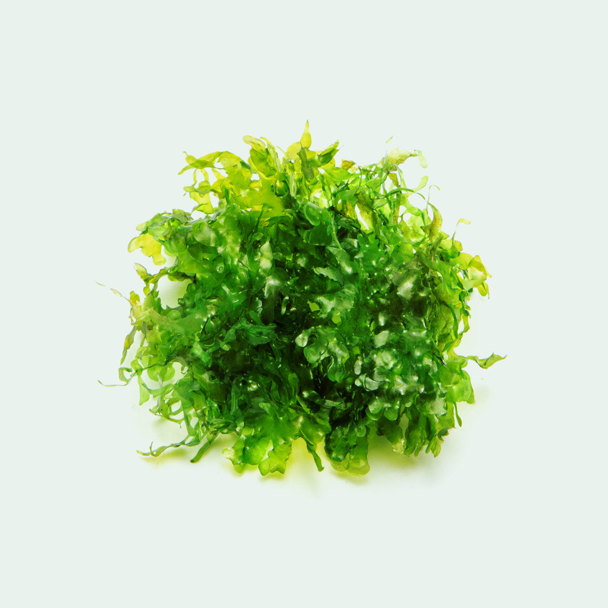 Freshwater Aquarium Plant - Susswassertang (Lomariopsis Lineata) for Fish Tanks | Low Light Aquatic Moss | Perfect for Shrimp Tanks, Aquascaping & Natural Decor