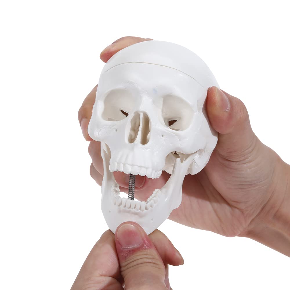 Mini Human Skull Anatomy Model with Removable Skull Cap & Articulated Jaw - 3.8x3x3.8in Educational Science Display for Medical Students, Halloween Decor & Classroom Teaching