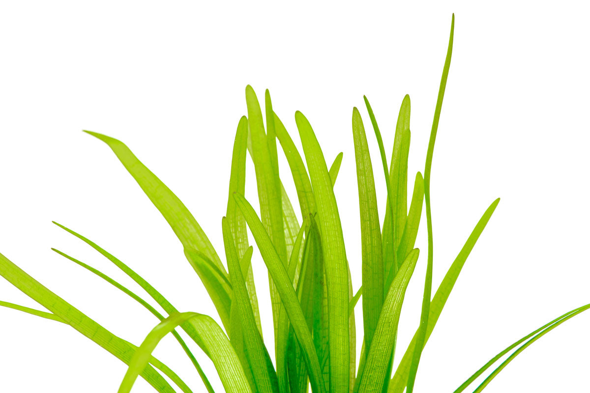 Sagittaria Subulata Aquatic Plant - Dwarf Sagittaria for Freshwater Aquariums | Perfect for Foreground Carpeting, Aquascaping & Fish Tanks