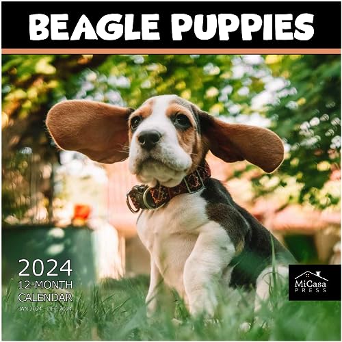 17 - Beagle Puppies