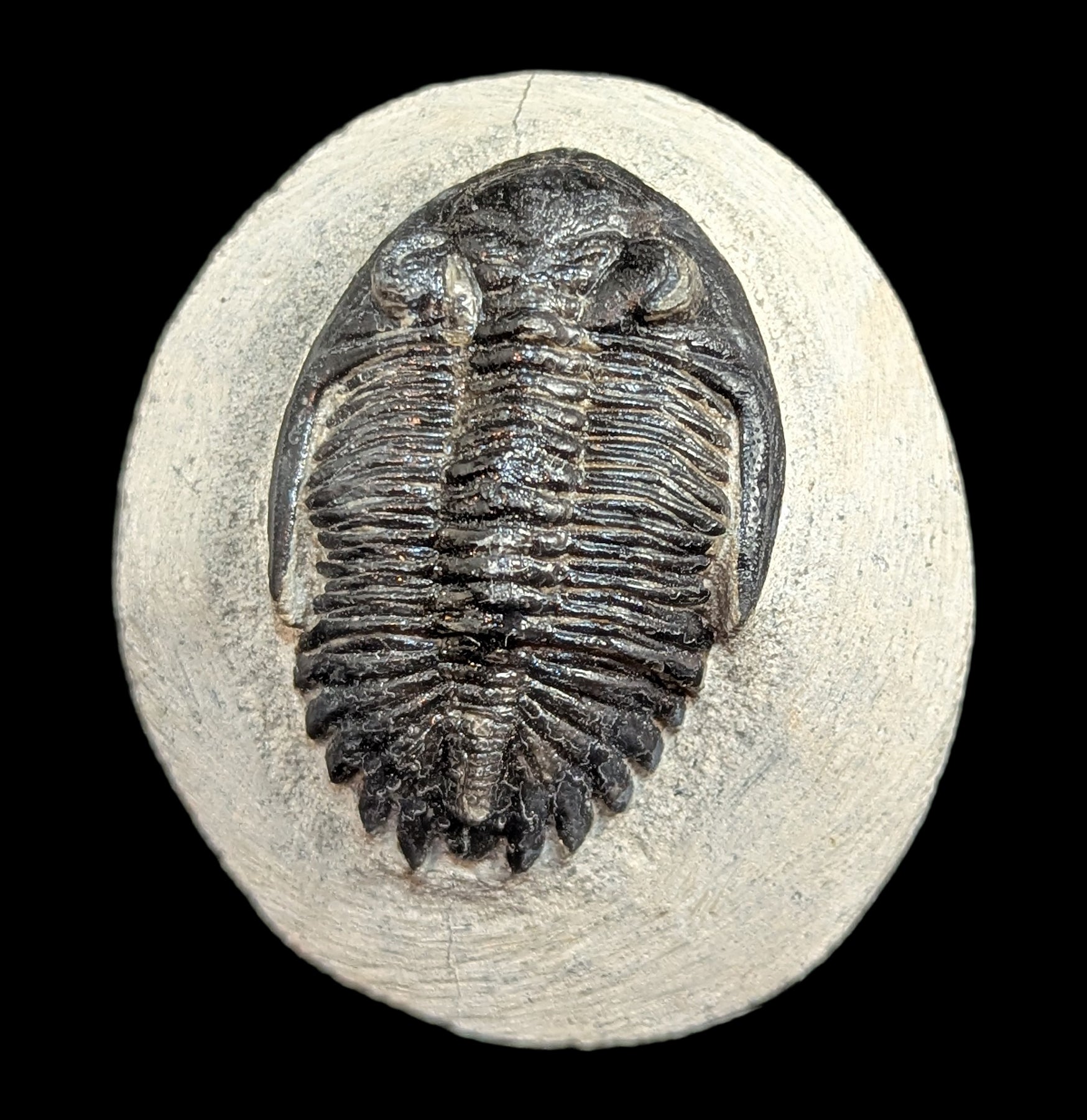 Authentic Hollardops Trilobite Fossil in Matrix - Rare Prehistoric Specimen for Collectors & Paleontology Enthusiasts - Perfect for Home Decor, Education & Gift Giving