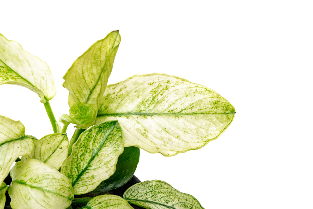 Anubias Nana Pinto Live Aquarium Plant - Rare Variegated Anubias for Fish Tanks, Aquascaping & Low Light Aquariums