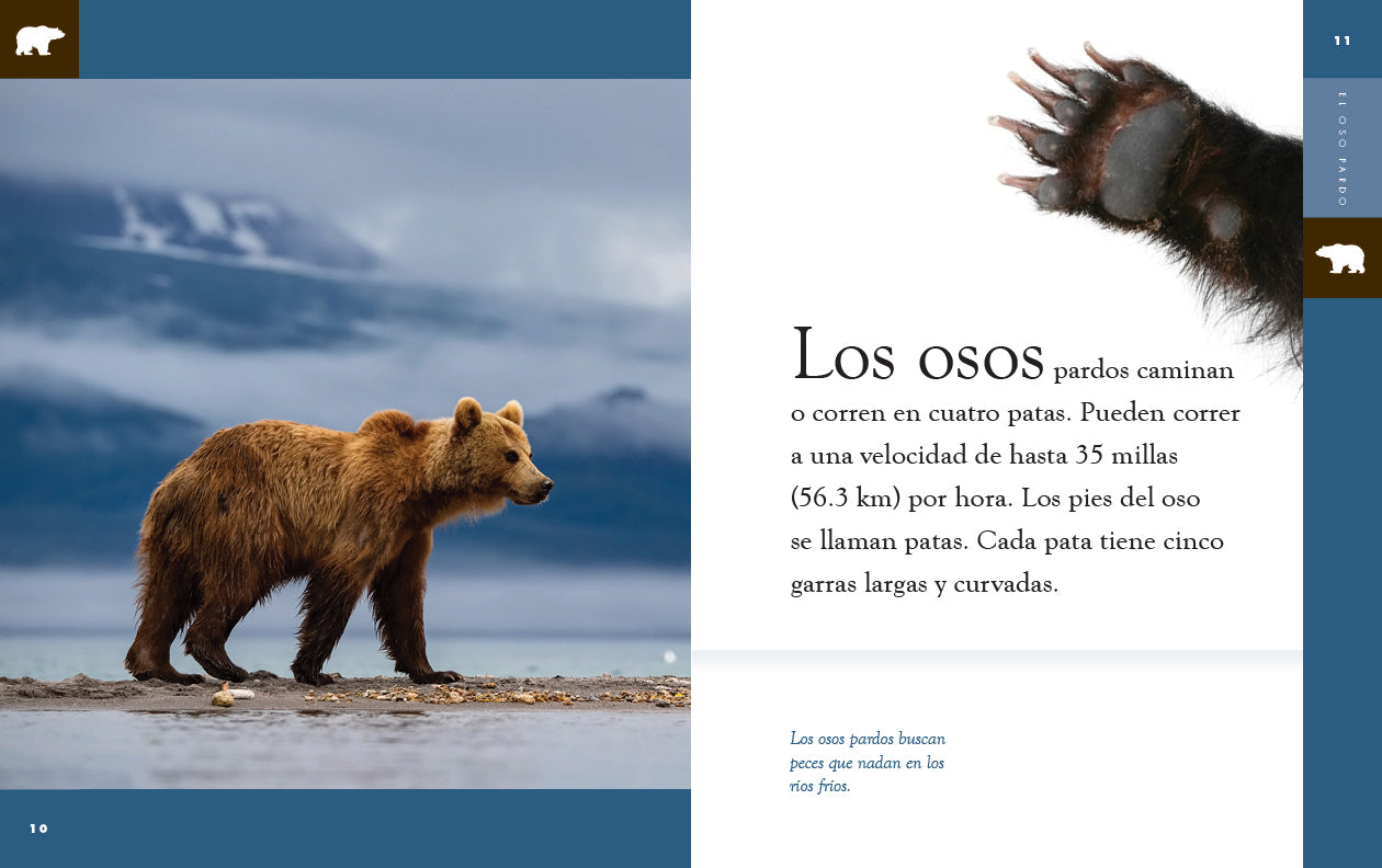 El Oso Pardo (Brown Bear) Book - 9781640266698 - Perfect for Kids' Reading & Wildlife Education
