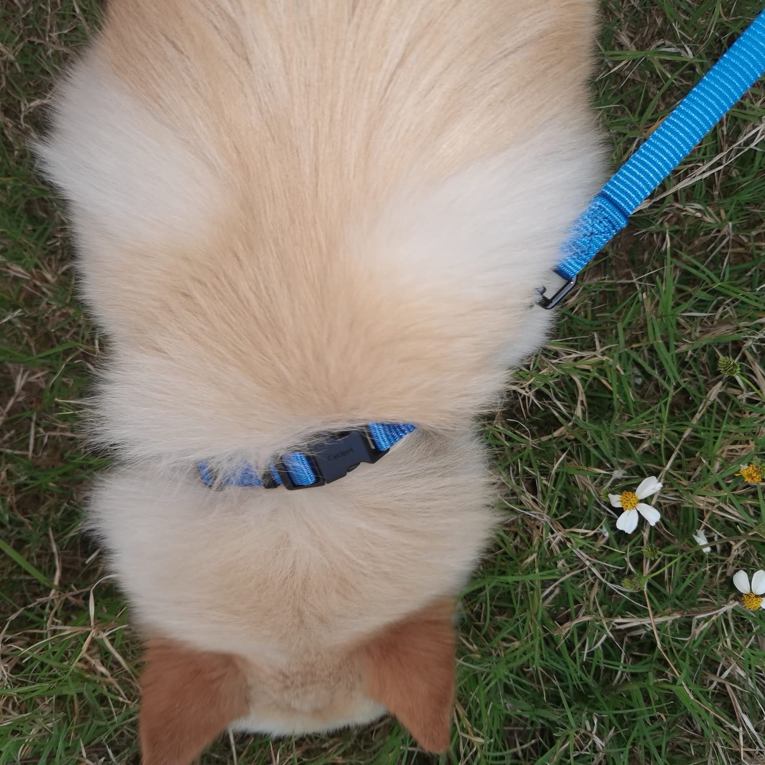 Premium 4ft Reflective Dog Leash with Comfort Padded Handle - Durable Nylon Lead for Small & Medium Dogs - Walking, Training, Hiking, Jogging, Camping & Outdoor Adventures (Classic Blue, 4ft Length × 5/8