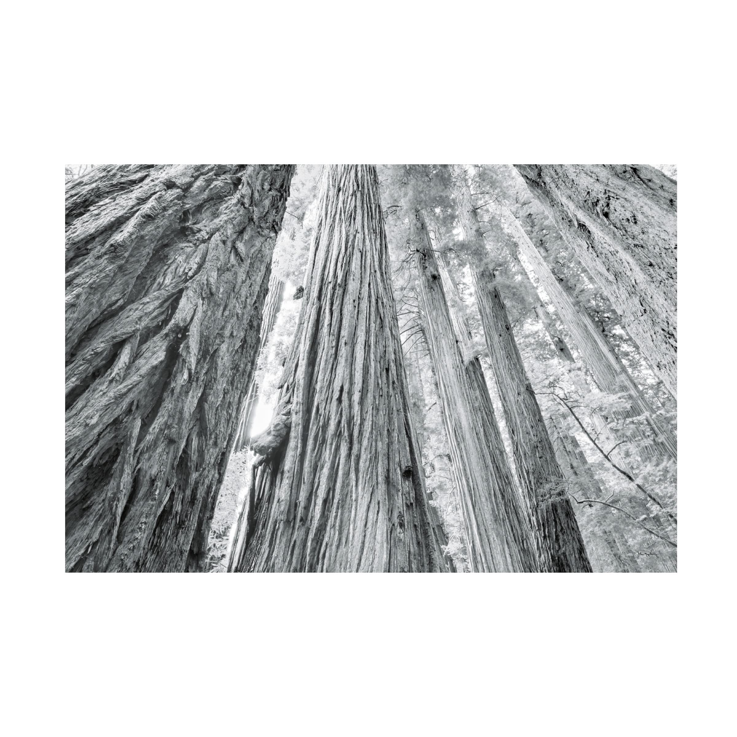 Trademark Fine Art 'Redwoods Forest IV BW' Canvas Wall Art Print by Alan Majchrowicz - Nature Landscape Photography for Living Room, Bedroom & Office Decor
