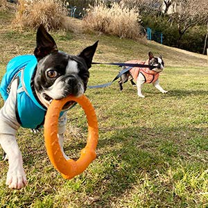 **LaRoo Durable Dog Toys for Large Breeds - Floating Flying Disc & Interactive Ring Tug Toy for Fetch, Training & Teething - Perfect for Outdoor Play, Beach & Pool Fun**
