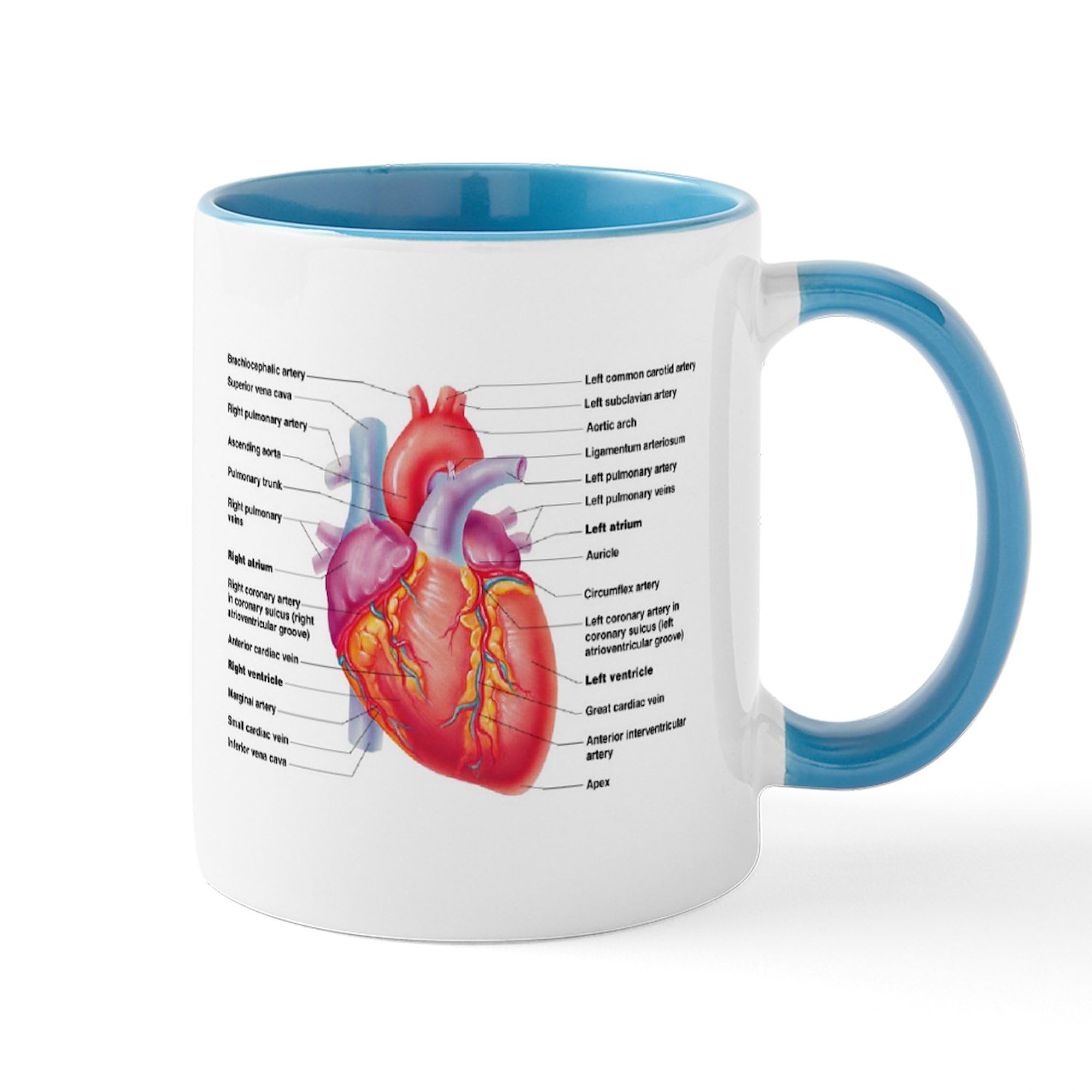 Human Heart Design 11 oz (325 ml) Ceramic Coffee Mug - Perfect for Doctors, Nurses & Medical Students - Ideal for Tea, Hot Chocolate & Office Use