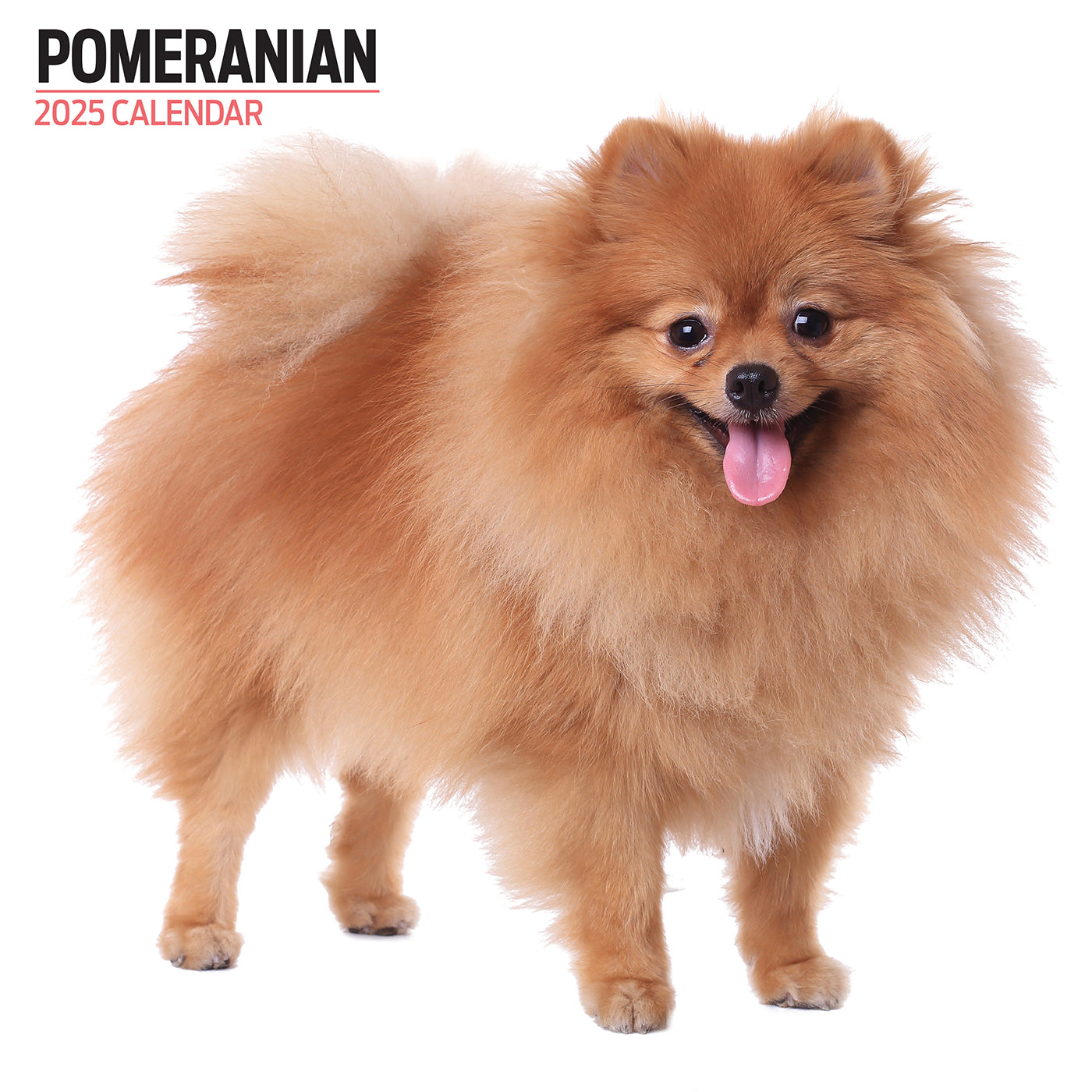 2025 Pomeranian Dog Breed Wall Calendar - Modern Monthly Planner for Dog Lovers | Perfect for Home, Office & Gift Giving