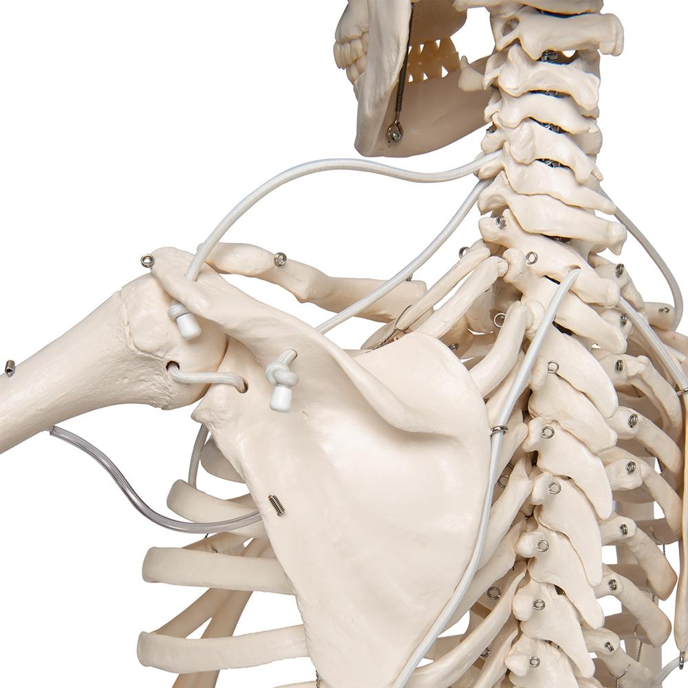 Posable Functional Skeleton Model - Frank Anatomical Figure for Medical Education & Halloween Decor | Perfect for Classroom, Doctor Office & Haunted House Displays