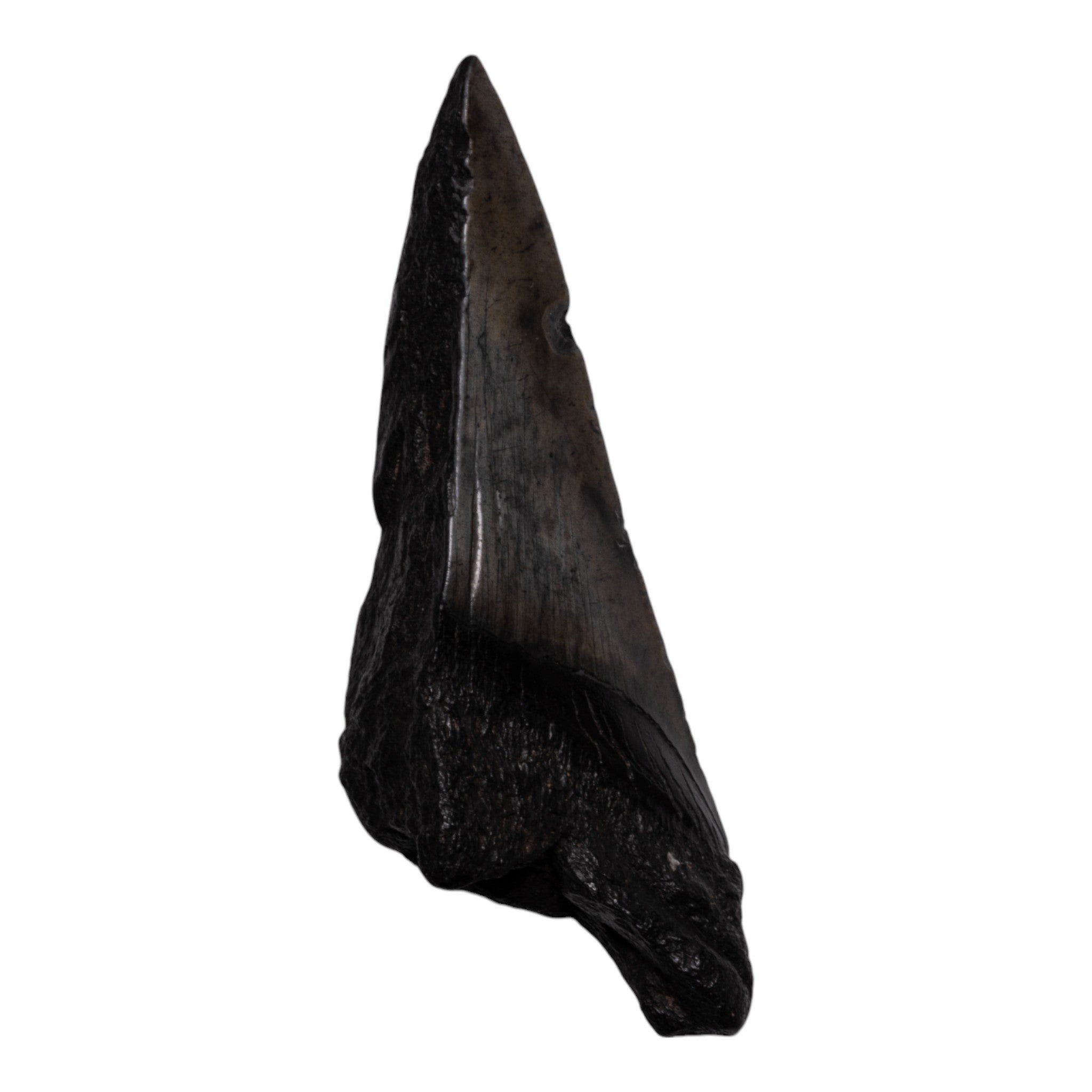 Authentic Megalodon Shark Tooth Fossil - Half Size - Perfect for Collectors, Jewelry Making & Educational Displays